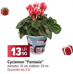 Carrefour Cyclamen "Fantasia" Ofertă