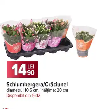 Carrefour Schlumbergera/Crăciunel Ofertă