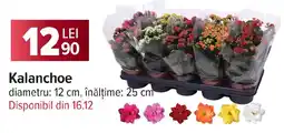 Carrefour Kalanchoe Ofertă