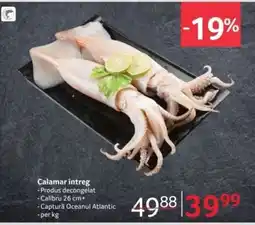 Selgros Calamar întreg Ofertă