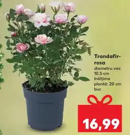 Kaufland Trandafir rosa Ofertă