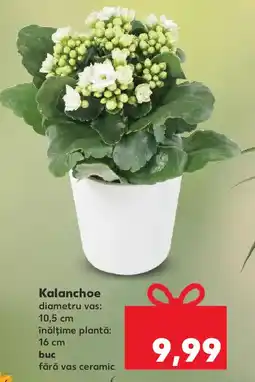 Kaufland Kalanchoe Ofertă