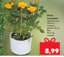 Kaufland Rosa trandafir Ofertă
