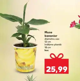 Kaufland Musa bananier Ofertă