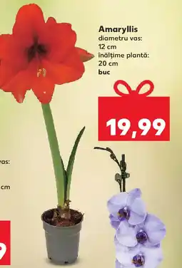 Kaufland Amaryllis Ofertă