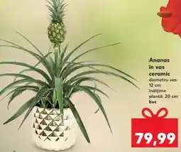 Kaufland Ananas în vas ceramic Ofertă