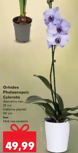Kaufland Orhidee Phalaenopsis Colorata Ofertă