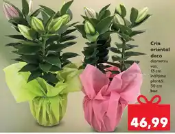 Kaufland Crin oriental deco Ofertă