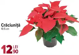 Carrefour Crăciuniță Ofertă