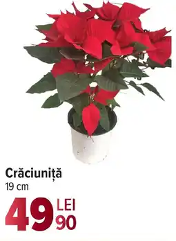 Carrefour Crăciuniţă Ofertă