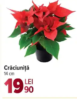 Carrefour Crăciuniţă Ofertă