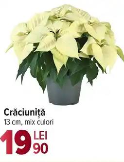 Carrefour Crăciuniţă Ofertă