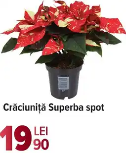 Carrefour Crăciuniță Superba spot Ofertă