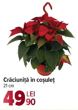 Carrefour Crăciuniţă în coșuleţ Ofertă