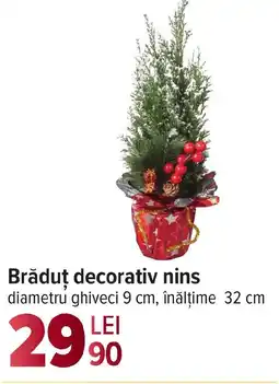 Carrefour Brăduț decorativ nins Ofertă