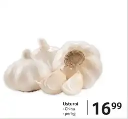 Selgros Usturoi Ofertă