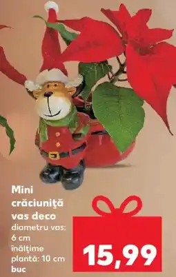 Kaufland Mini crăciuniţă vas deco Ofertă