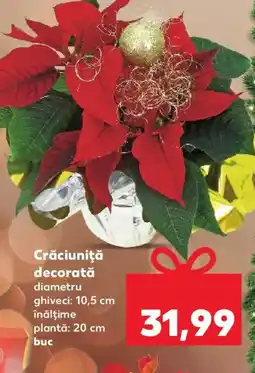 Kaufland Crăciuniţă decorată Ofertă
