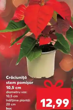 Kaufland Crăciuniţă stem pomișor Ofertă
