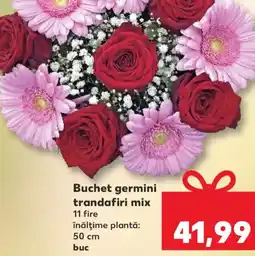 Kaufland Buchet germini trandafiri mix Ofertă