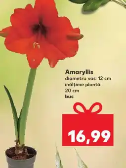 Kaufland Amaryllis Ofertă