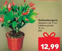Kaufland Schlumbergera Ofertă