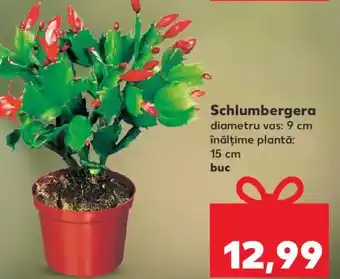 Kaufland Schlumbergera Ofertă