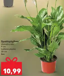 Kaufland Spathiphyllum Ofertă