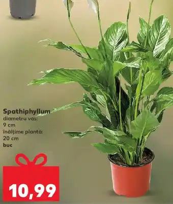 Kaufland Spathiphyllum Ofertă