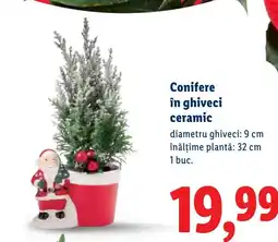 Lidl Conifere în ghiveci ceramic Ofertă