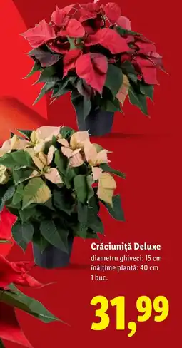 Lidl Crăciuniţă Deluxe Ofertă