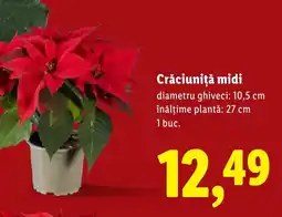 Lidl Crăciuniţă midi Ofertă