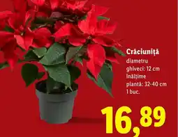 Lidl Crăciuniţă Ofertă
