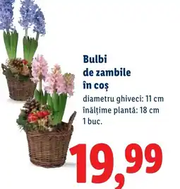 Lidl Bulbi de zambile în coș Ofertă