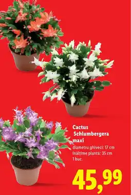 Lidl Cactus Schlumbergera maxi Ofertă