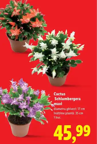 Lidl Cactus Schlumbergera maxi Ofertă