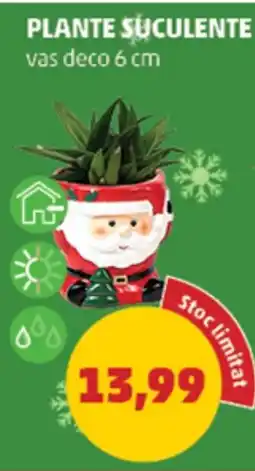 Penny Plante suculente Ofertă