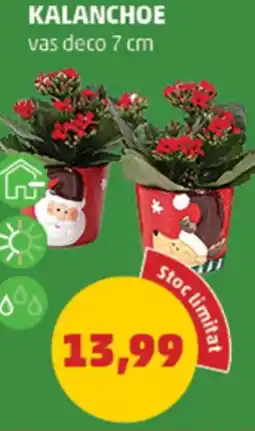 Penny Kalanchoe Ofertă