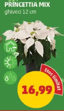 Penny Princettia mix Ofertă