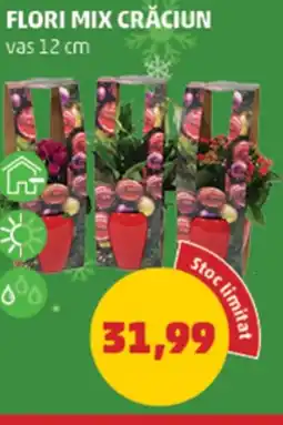 Penny Flori mix crăciun Ofertă