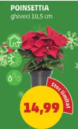 Penny Poinsettia Ofertă