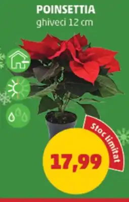 Penny Poinsettia Ofertă