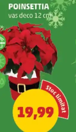 Penny Poinsettia Ofertă