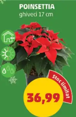 Penny Poinsettia Ofertă