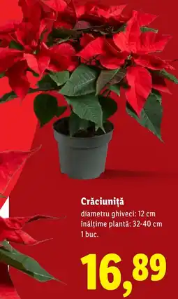 Lidl Crăciuniță Ofertă