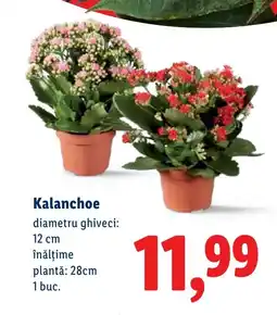 Lidl Kalanchoe Ofertă