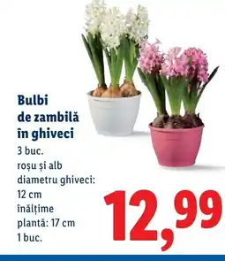 Lidl Bulbi de zambilă în ghiveci Ofertă