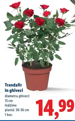 Lidl Trandafir în ghiveci Ofertă