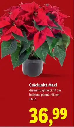 Lidl Crăciuniţă Maxi Ofertă
