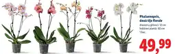 Lidl Phalaenopsis, două tije florale Ofertă